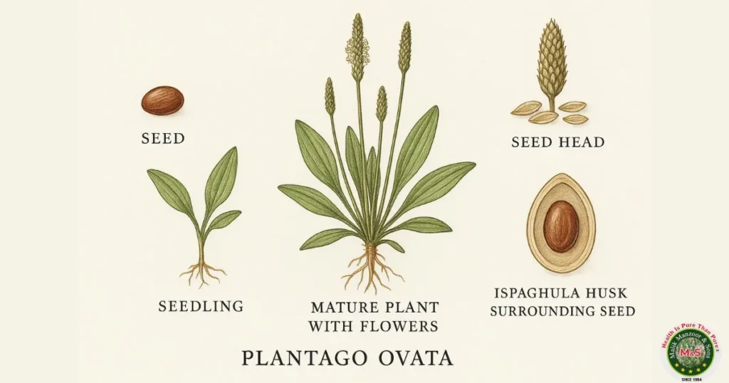 Psyllium Husk Plantago Ovata: Understanding Plantago Ovata