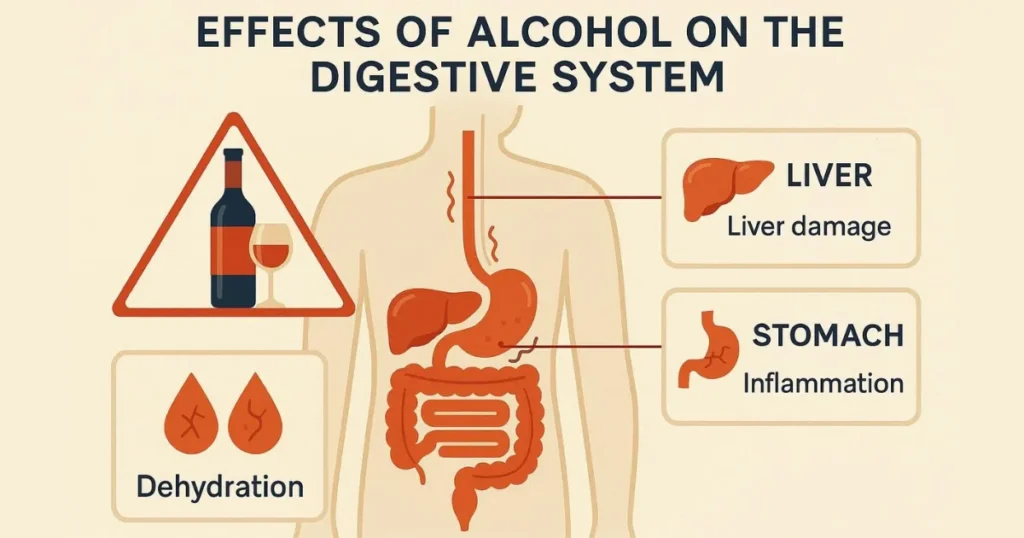Psyllium Husk and Alcohol: How Alcohol Affects Digestion and Hydration